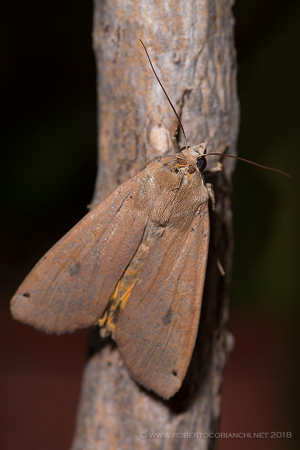 piccola falena da identificare